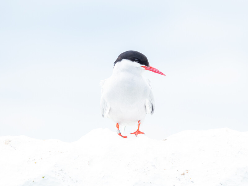 Arctic tern standing on snow with black cap and pink-red bill and feet.