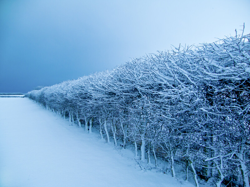 Snow-covered trees line both sides of a frozen waterway under clear blue sky.