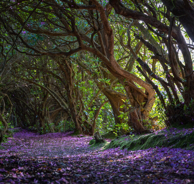 Tree-lined forest path with gnarled trunks creating a natural tunnel, blanketed in purple flowering ground cover.