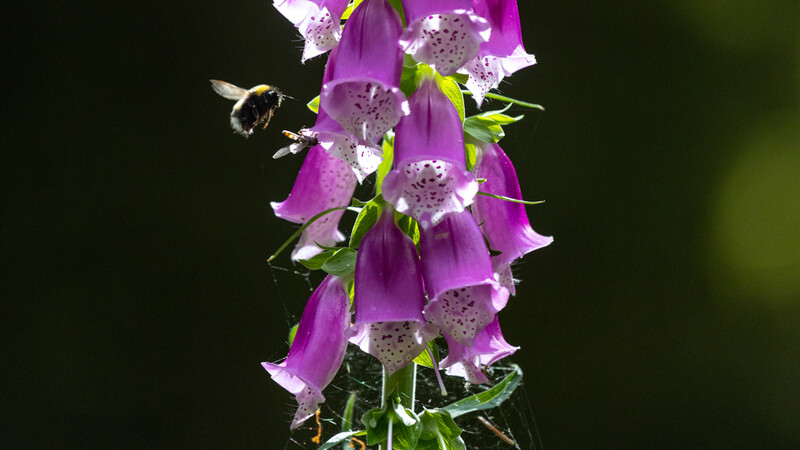 Bumblebee visiting purple foxglove flowers with white spotted centers against dark green background.