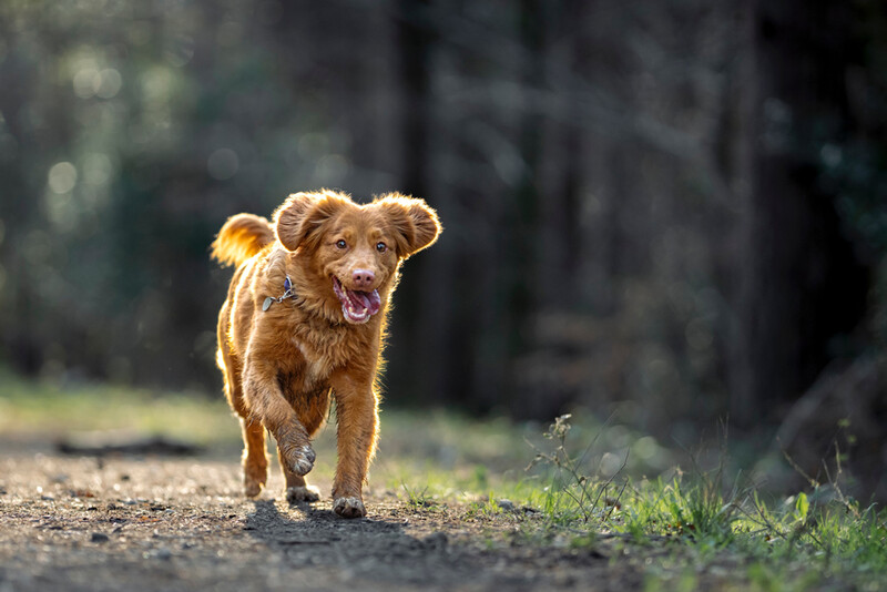 Golden-brown dog walking toward camera on a dirt path with blurred forest background.