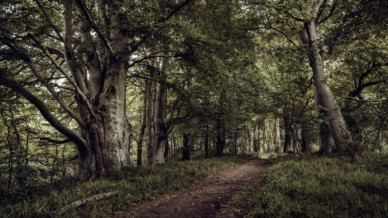 Tree-lined forest path with tall mature trees creating a natural tunnel of foliage overhead.