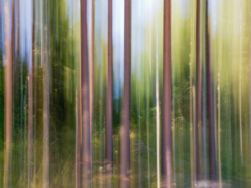 Dense forest with tall tree trunks rendered in soft focus with vertical motion blur effect.