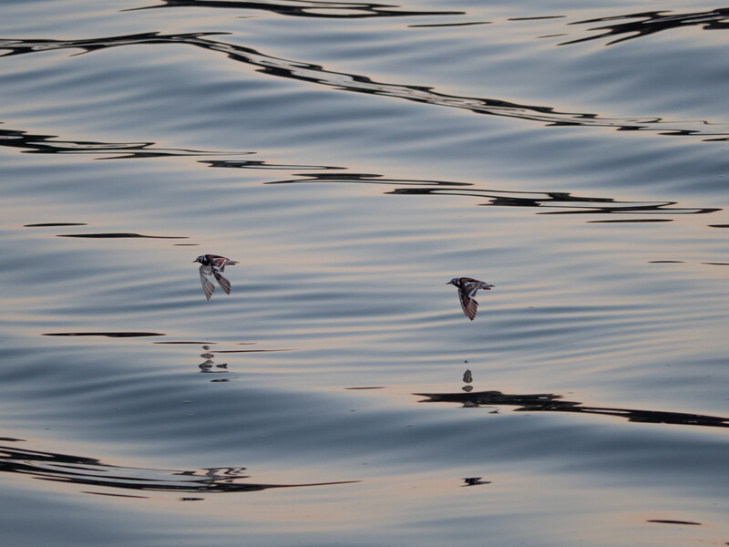 Several birds in flight over rippled water surface with reflected light and shadows.