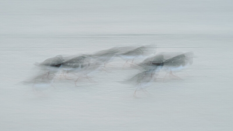 Two horses galloping through snow with motion blur effect.