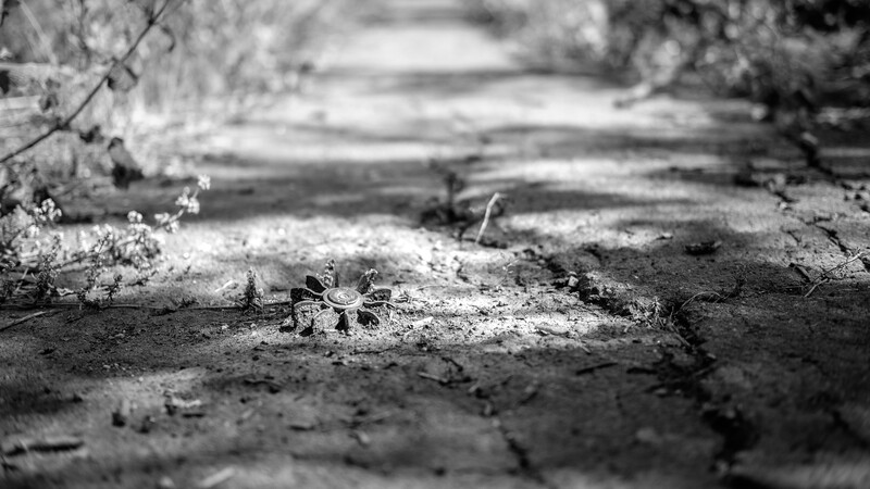 Small spider on sandy ground with shallow depth of field in black and white.