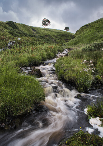 Mountain stream flowing through green valley with lone tree on distant hillside.