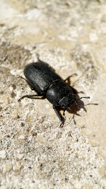 Black beetle on sandy ground, viewed from above with shallow depth of field.
