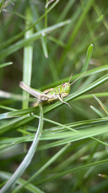 Green grasshopper perched on a grass blade amid out-of-focus vegetation.