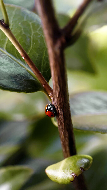Ladybug perched on a brown plant stem with green leaves in soft, diffused natural light.