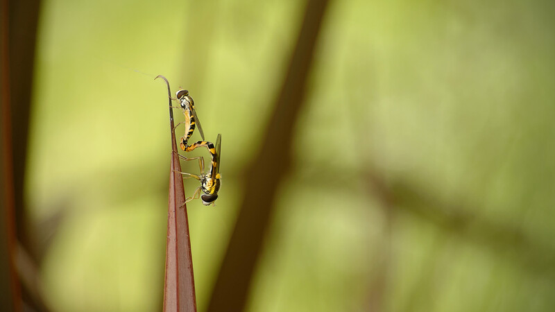 Praying mantis perched on a thin reddish plant stem against a soft green blurred background.