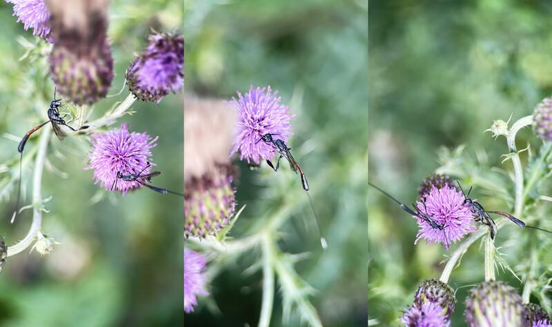 Wasps and other insects visiting purple thistle flowers in natural garden setting.