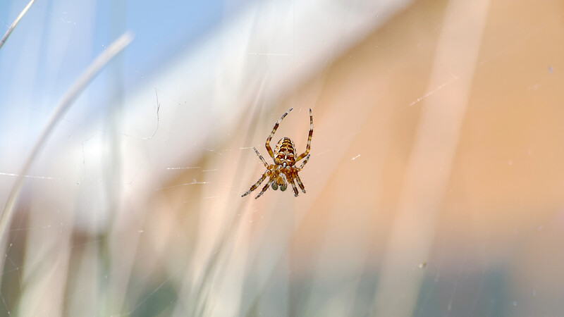 Orb weaver spider suspended on its web with blurred foliage in the background.