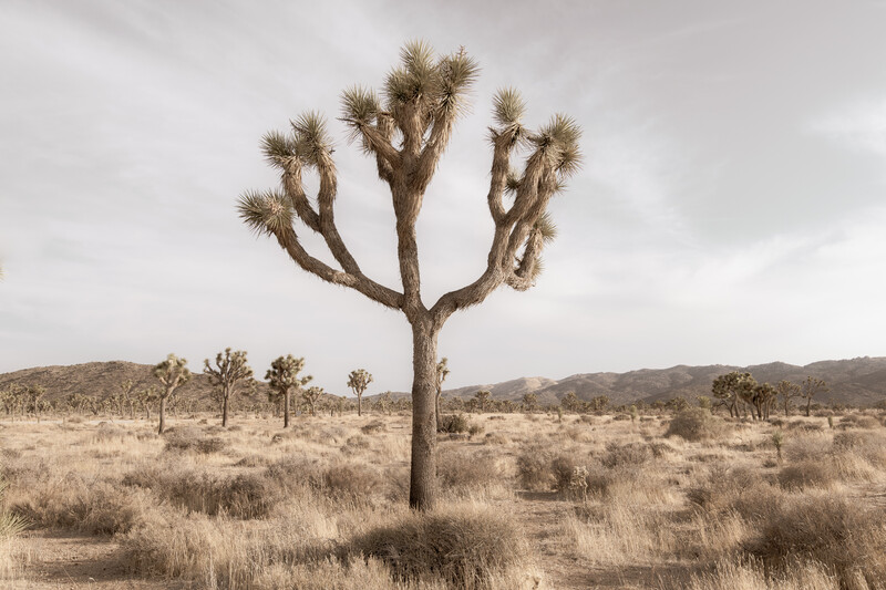 A distinctive Joshua tree with multiple thick arms spreads across an arid desert landscape under an overcast sky.