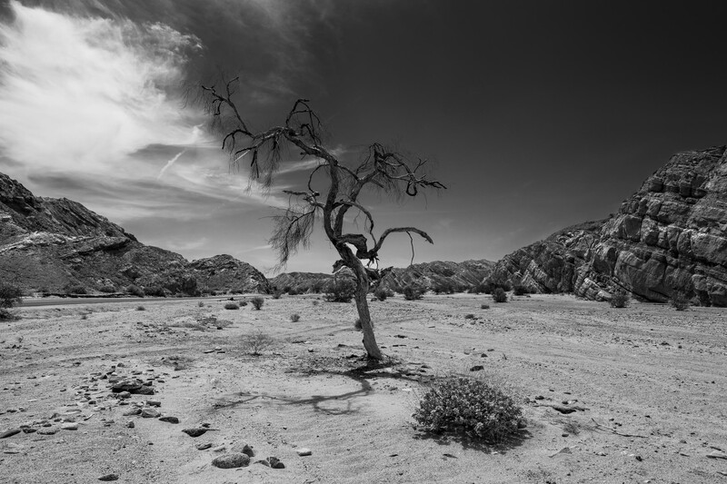 Solitary dead tree standing in an arid desert landscape with rocky mountains in the background.
