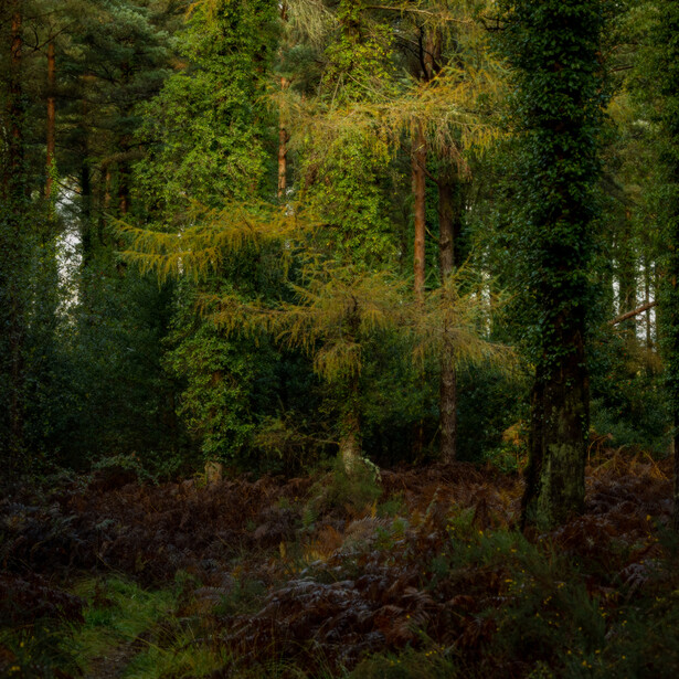 Dense forest with moss-covered trees and lush green foliage creating layered depth.