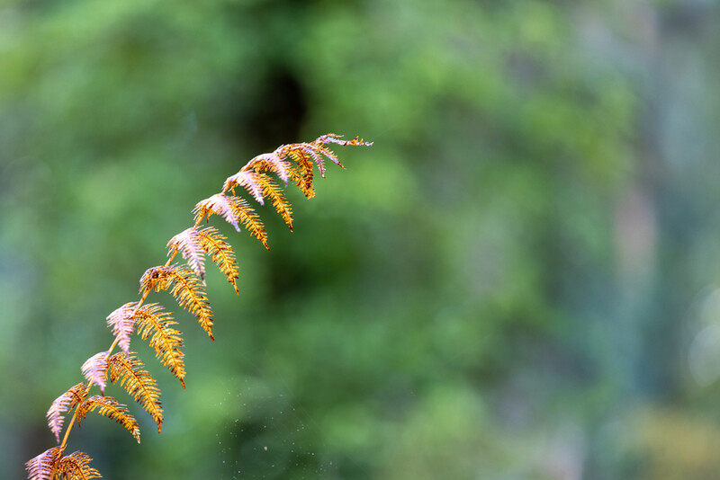 Close-up of a delicate fern frond with golden-brown unfurling leaflets against a soft green blurred background.