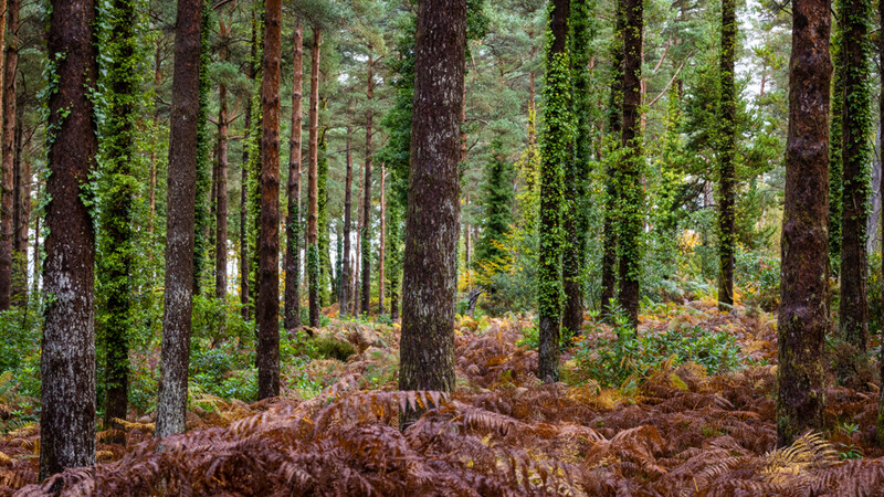 Tall coniferous trees with moss-covered trunks standing in a forest with brown ferns covering the ground.