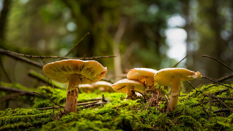 Three small yellow mushrooms growing on moss-covered forest floor with blurred green foliage background.
