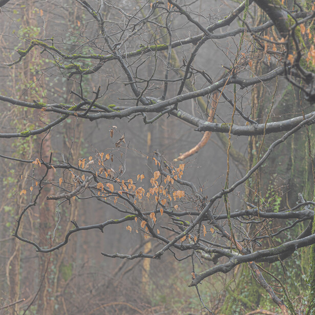 Bare tree branches layered against a misty, textured background with warm brown and golden tones.