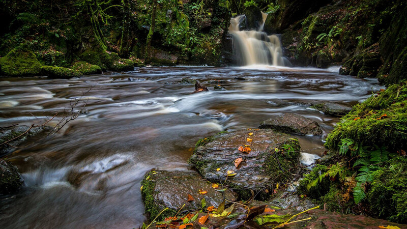 Forest stream with flowing water, moss-covered rocks, and a waterfall cascading in the background surrounded by dense green vegetation.