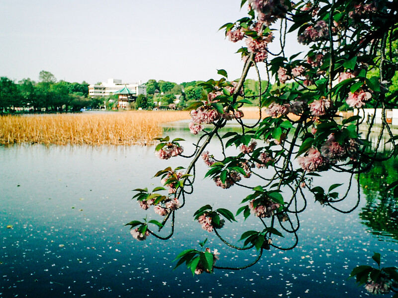 Flowering vines draping over a still waterway with dried reeds and distant buildings along the shore.