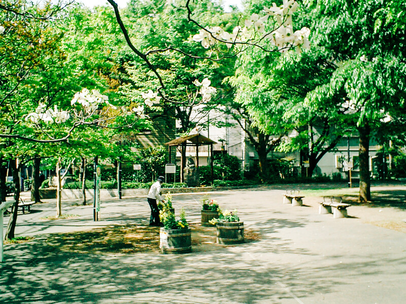 Sunlit urban plaza surrounded by mature trees with dappled shadows on the pavement.