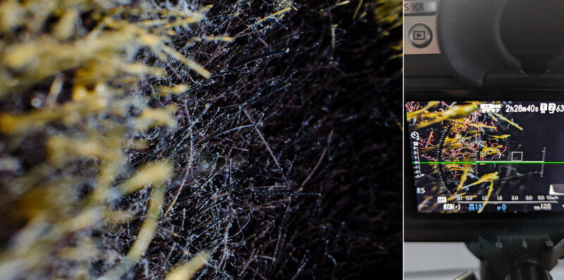 Close-up of frost or ice crystals on dark branches with yellow lichen, photographed with camera mounted on monitor showing histogram and focus peaking.