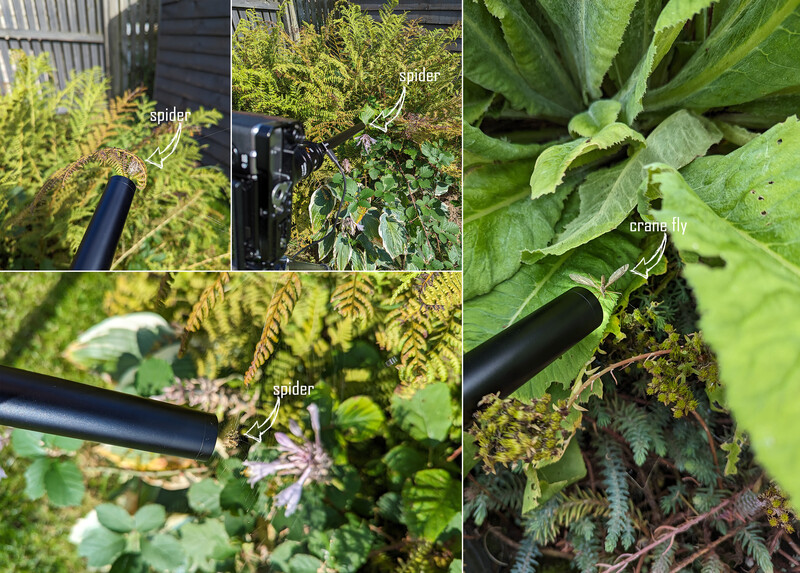 Macro photography grid showing spiders on green foliage and plants with labeled specimens.