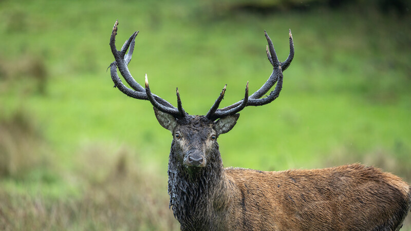 Large mule deer buck with prominent branching antlers facing camera in natural grassland setting.