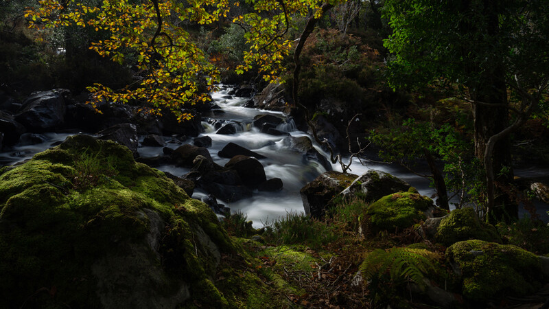 Fast-moving stream flowing over dark rocks surrounded by moss-covered boulders and dense forest canopy.