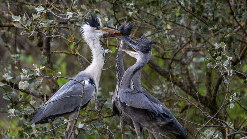 Two great blue herons perched on branches, appearing to interact with their beaks touching.