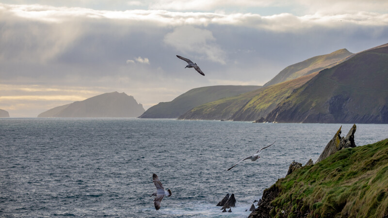 Seabirds in flight over dramatic coastal cliffs and sea stacks under cloudy sky.
