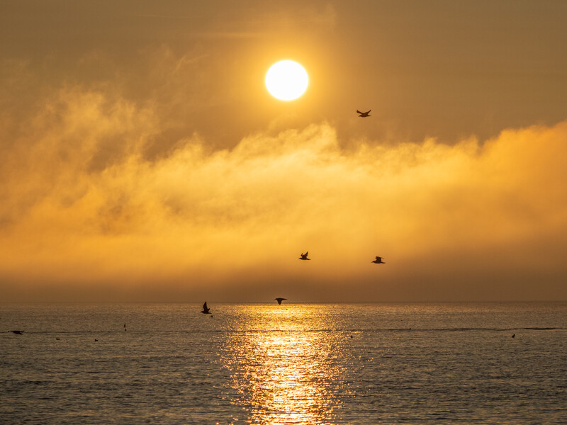 Bright sun piercing golden clouds above calm ocean water with silhouetted birds in flight.