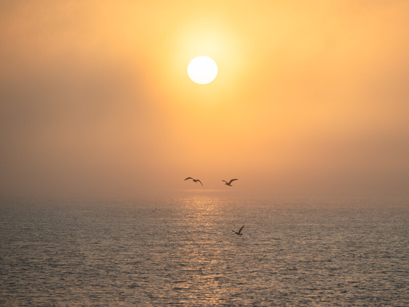 Bright sun low on the horizon over calm ocean water with three birds in flight silhouetted against golden sky.