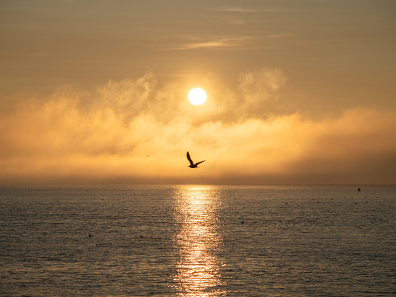 Silhouette of a bird in flight against a golden sunset over calm ocean water.