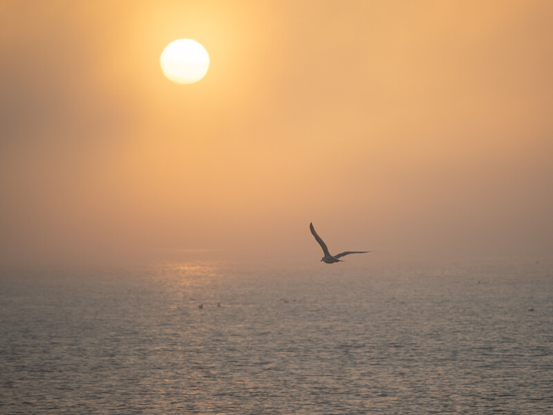Silhouetted bird in flight against a golden sunrise over calm ocean water.