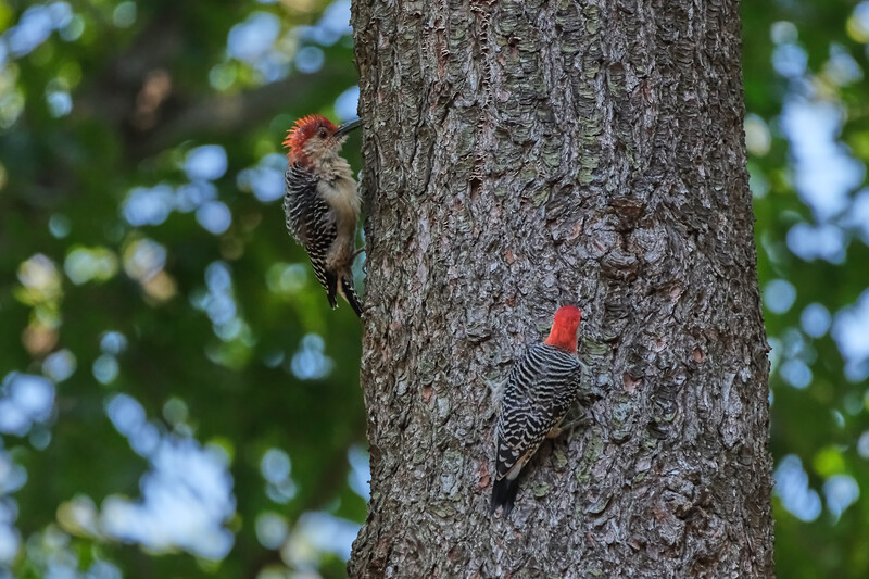 Fujifilm X-T5 and Sigma 100-400. ISO 2000 1/1250 sec, f/6.3