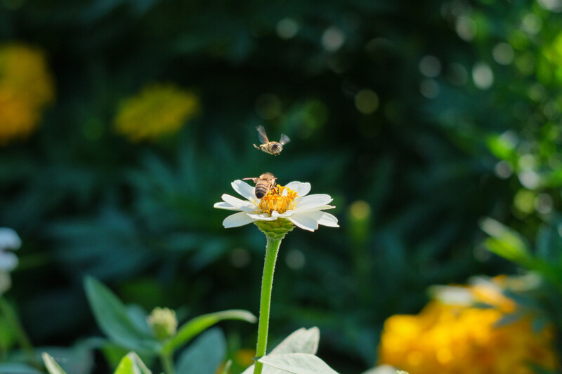 Fujifilm X-T5 and Sigma 100-400. ISO 800 1/1600 sec f/5.6