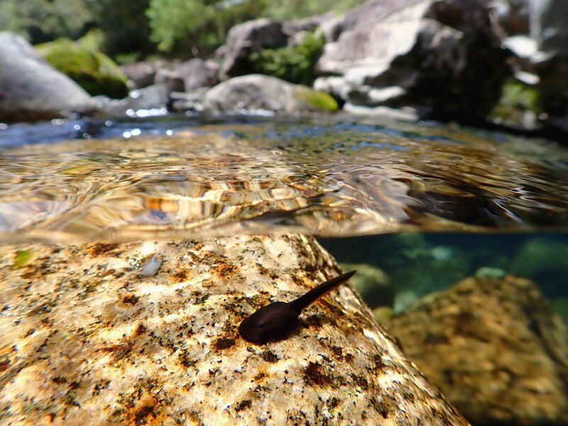 Close-up of a dark insect on a lichen-covered rock in a shallow stream with boulders and green vegetation blurred in background.