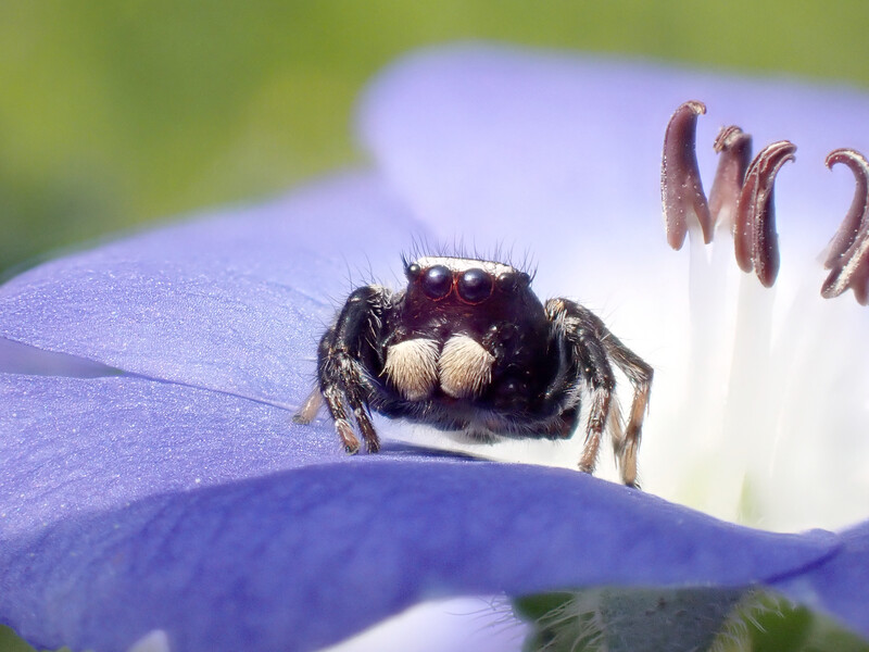 Jumping spider with dark body and pale pedipalps perched on purple flower petals.