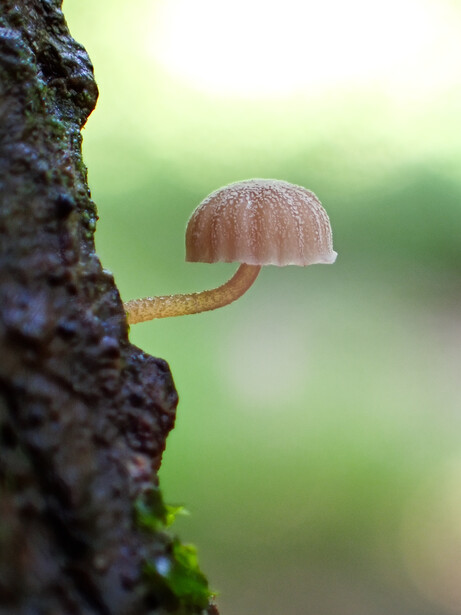 Delicate mushroom with curved stem sprouting from moss-covered tree bark against soft green background.