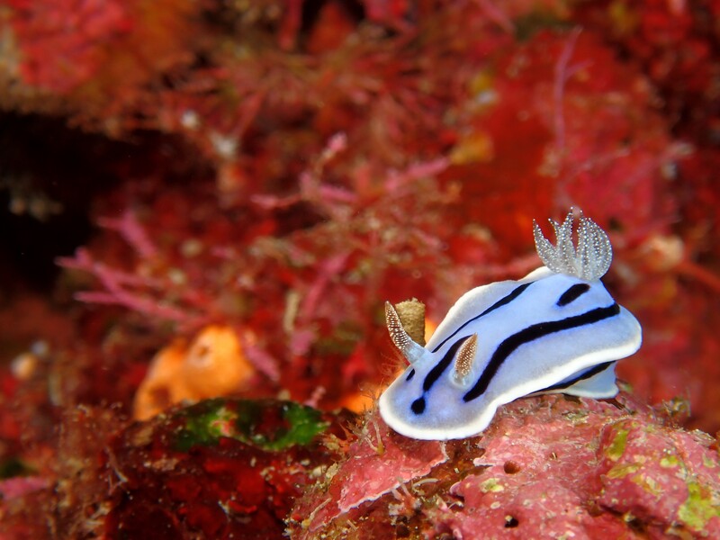 A blue and white striped nudibranch with dark markings rests on coral and rocky substrate.