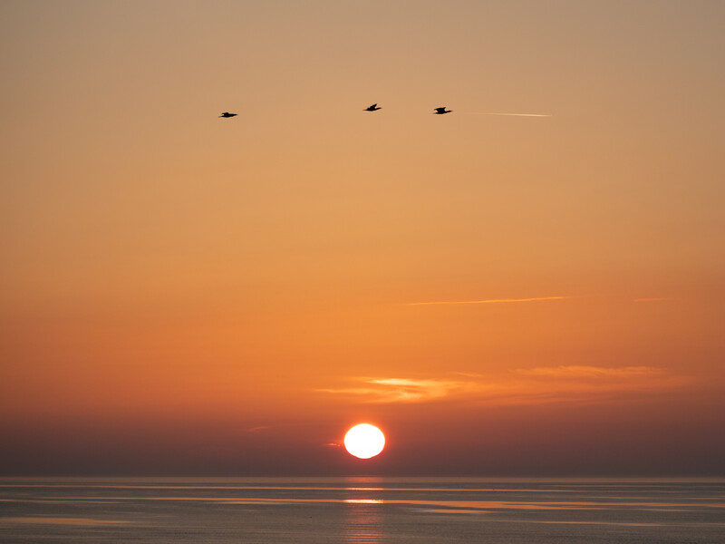 Sun setting over a calm ocean horizon at dusk with silhouetted birds flying across the sky.