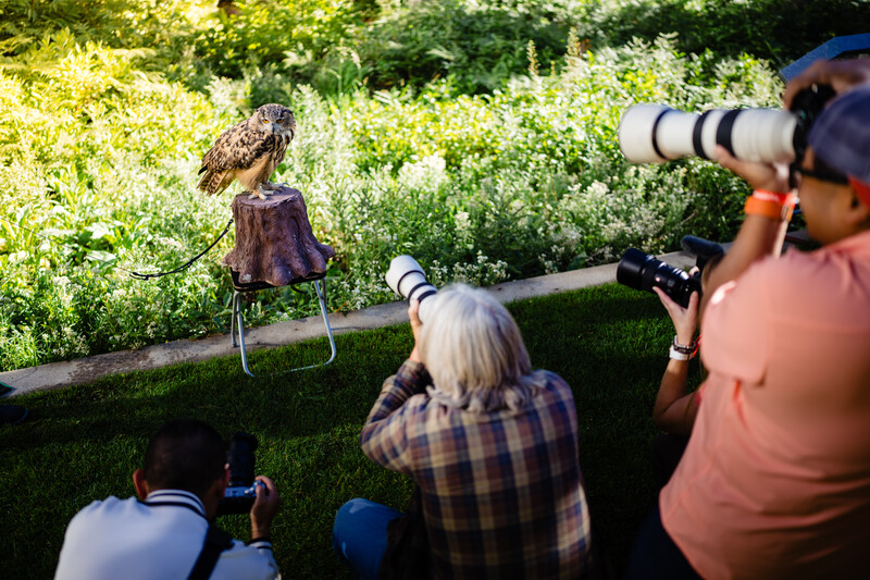 Wildlife photographers with telephoto lenses photograph a bird of prey perched on a wooden railing.