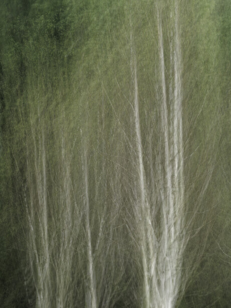 Fine-textured close-up of delicate plant fibers or grass strands in soft green and white tones.