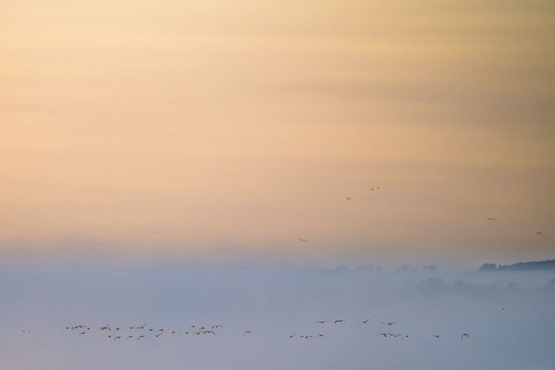 Flock of birds flying across a misty dawn landscape with soft peachy and blue tones.