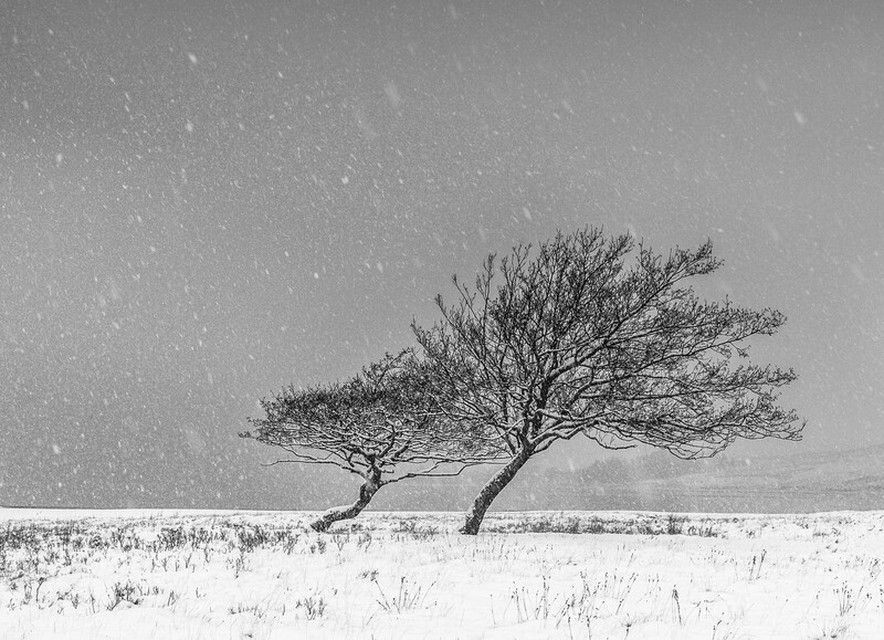 Solitary windswept tree in a snow-covered field during falling snow.