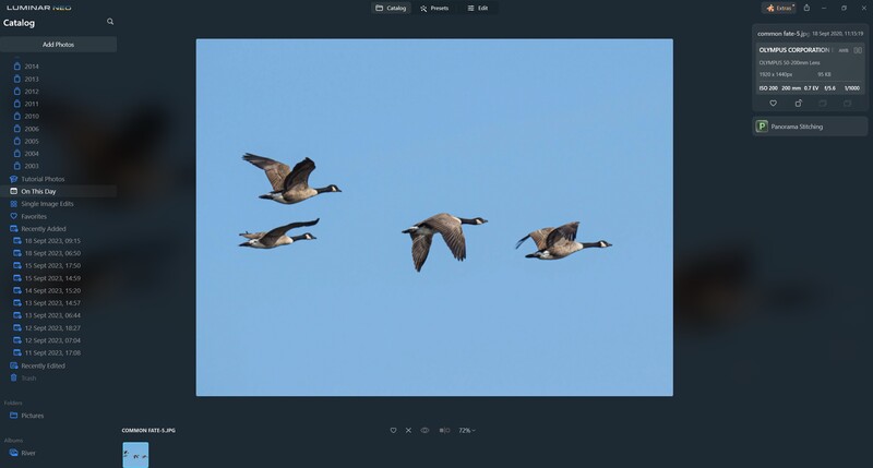 Four geese in flight against a clear blue sky, captured mid-formation.