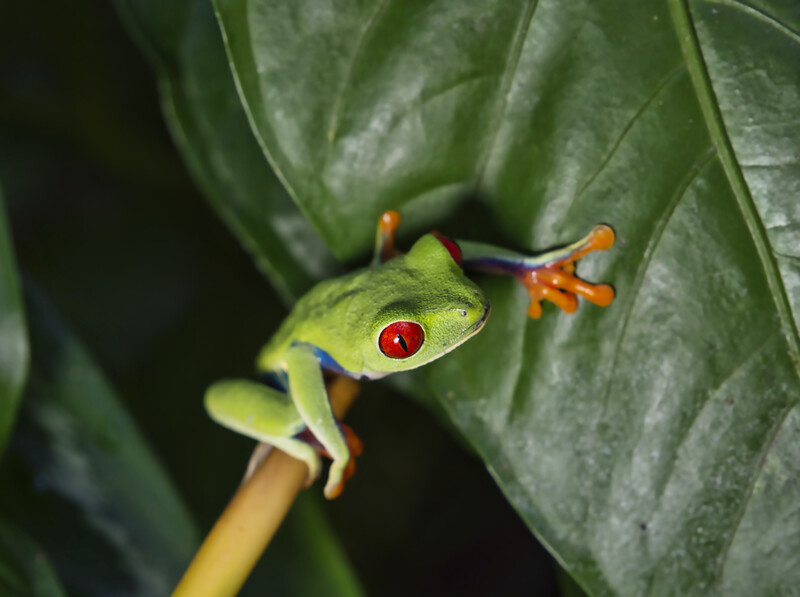 Red-eyed tree frog perched on a thin branch among large green leaves.